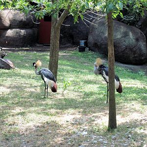 Red Rocks-African Crowned Cranes and Nyala