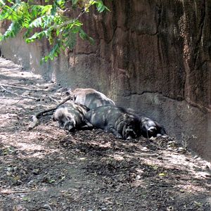 Red Rocks-Warty Pigs