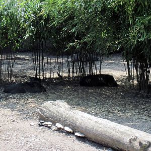 Red Rocks-Chacoan Peccaries
