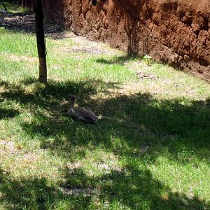Red Rocks-Speke's Gazelle