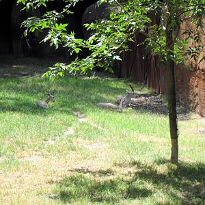 Red Rocks-Speke's Gazelle