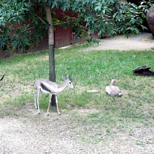 Red Rocks-Speke's Gazelle
