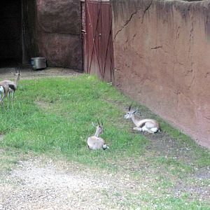 Red Rocks-Speke's Gazelle