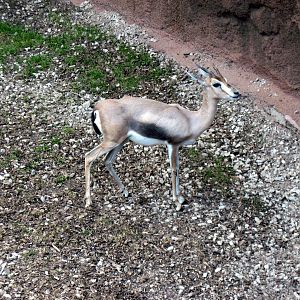 Red Rocks-Speke's Gazelle