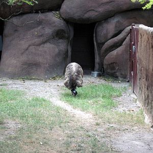 Red Rocks-Emu