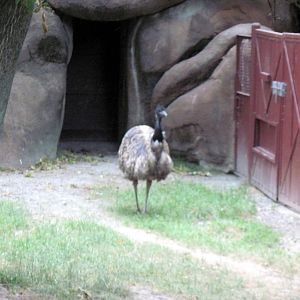 Red Rocks-Emu