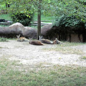 Red Rocks-Red Kangaroo