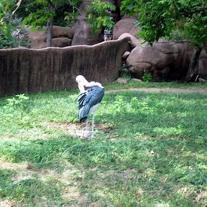 Red Rocks-Marabou Stork