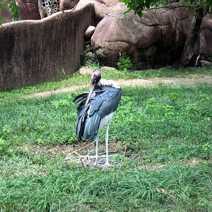 Red Rocks-Marabou Stork