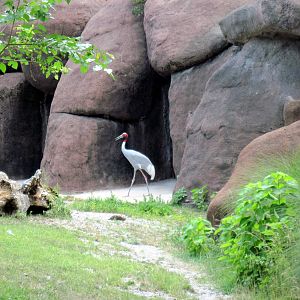 Red Rocks-Sarus Crane