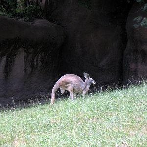 Red Rocks-Red Kangaroo