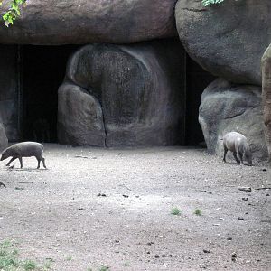 Red Rocks-Babirusas