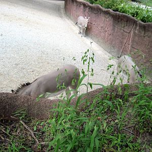 Red Rocks-Somali Wild Asses