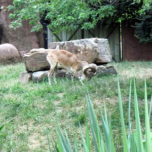 Red Rocks-Transcapian Ural