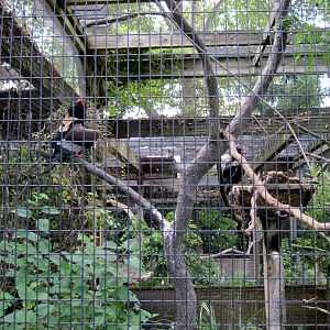 Bird House-Bateleur Eagles