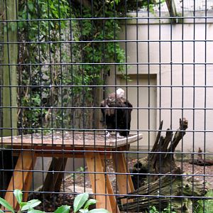 Bird House-Cinerous Vulture