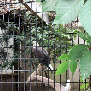 Bird House-Bald Eagle