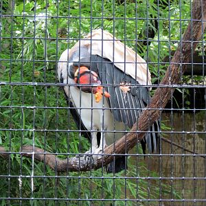 Bird House-King Vulture