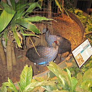 Bird House-Vulturine Guineafowls