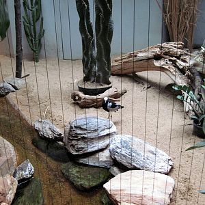 Bird House-Blacksmith Plover