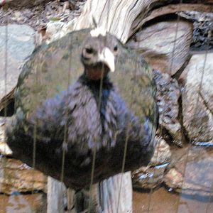 Bird House-Congo Peafowl