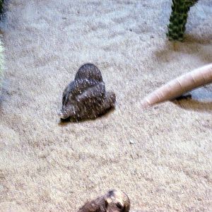 Bird House-Burrowing Owl