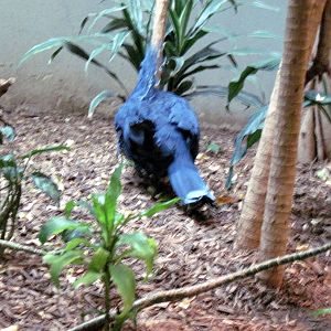 Bird House-Victoria Crowned Pigeon