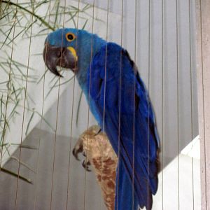 Bird House-Hyacinth Macaw