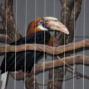 Bird House-Blyth's Hornbill