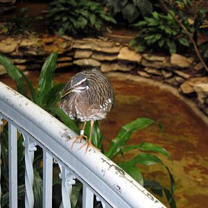 Bird House-Sunbittern