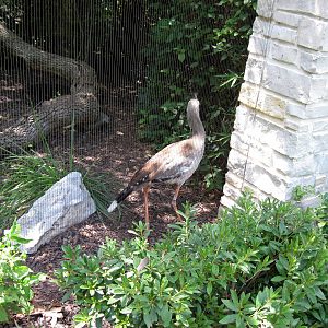 Bird Garden-Red Legged Seriema
