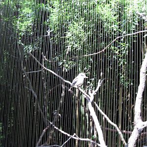 Bird Garden-Laughing Kookaburra