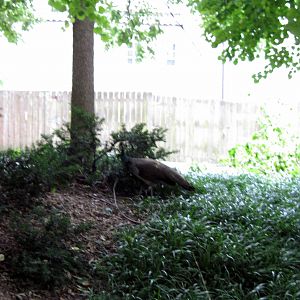 Bird Garden-Peafowl