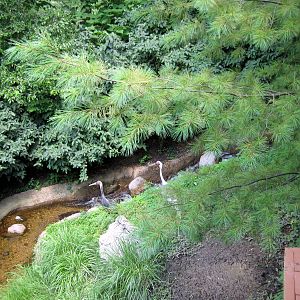 Bird Garden-White-naped Cranes