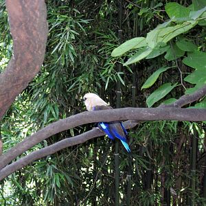Bird Garden-Blue-bellied Roller