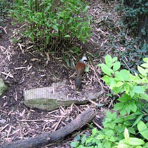 Bird Garden-White-crested Laughing Thrush