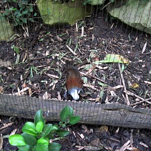 Bird Garden-White-crested Laughing Thrush