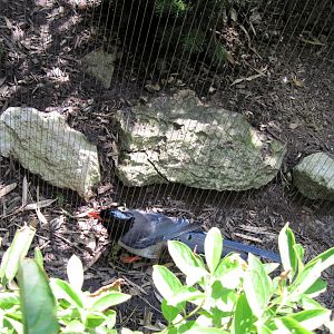 Bird Garden-Red-billed Blue Magpie