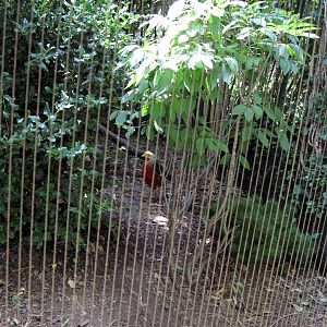 Bird Garden-Golden Pheasant