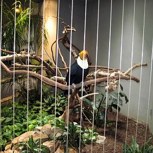 Bird House-Toco Toucan