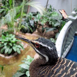 Bird House-Sunbittern