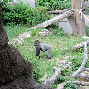 Fragile Forest-Eastern Gorilla