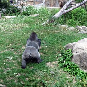 Fragile Forest-Eastern Gorilla