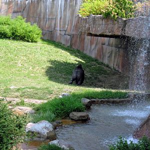 Fragile Forest-Eastern Gorilla