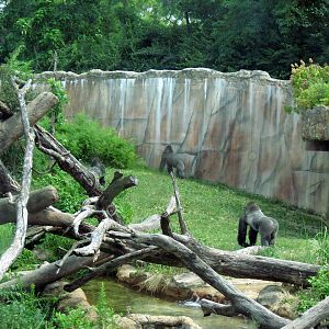 Fragile Forest-Eastern Gorillas