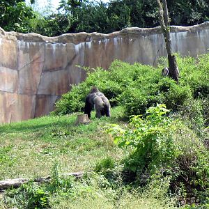 Fragile Forest-Western Gorilla