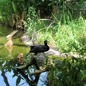 1904 Flight Cage-Double-crested Cormorant
