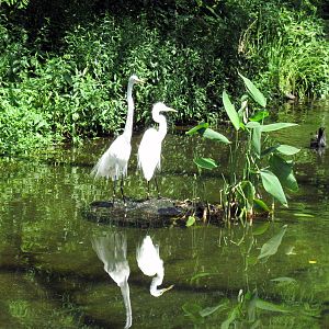 1904 Flight Cage-Great Egrets