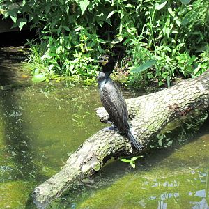 1904 Flight Cage-Double-crested Cormorant