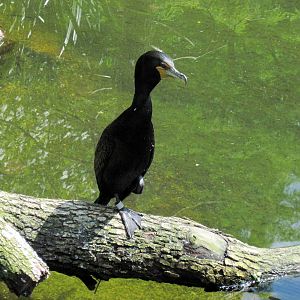 1904 Flight Cage-Double-crested Cormorant